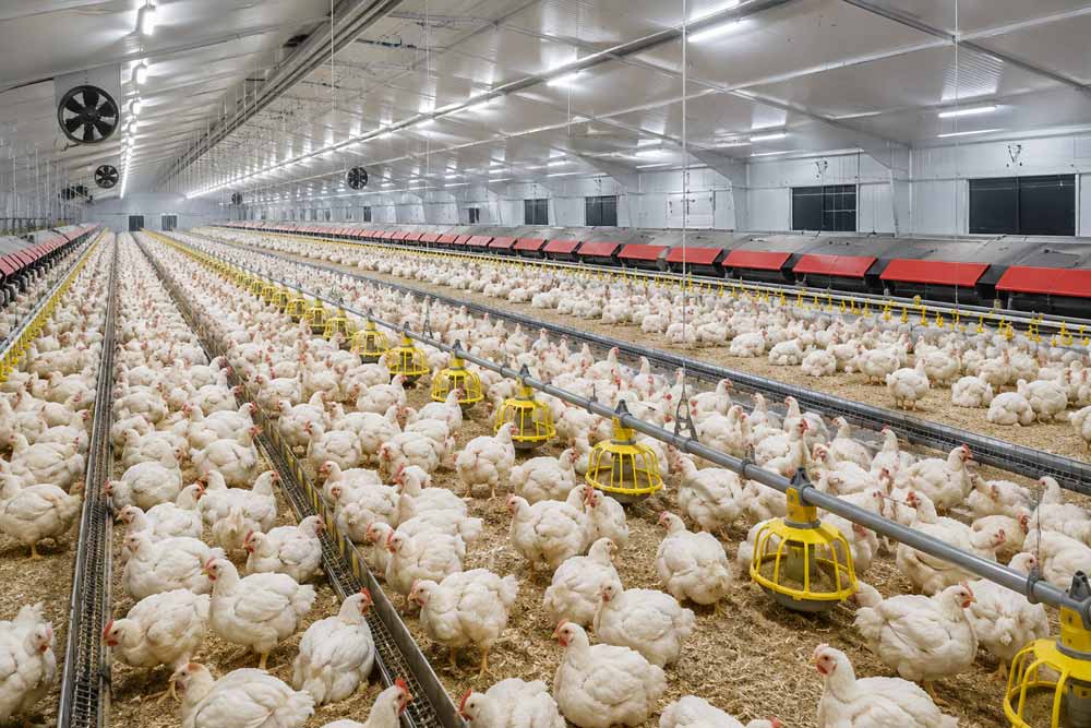 YTT Animal Feeds